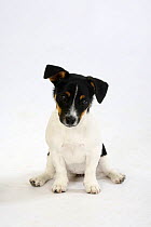 Jack Russell Terrier, puppy bitch, 4 month, sitting with back legs splayed