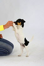 Jack Russell Terrier, puppy bitch, 4 month, standing up to be fed a treat