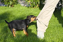 German Hunting Terrier, puppy bitch, 8 weeks, biting trouser-leg
