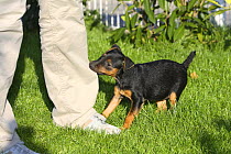 German Hunting Terrier, puppy bitch, 8 weeks, biting trouser-leg