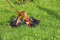 German Hunting Terrier, puppy bitch, 8 weeks, playing with leash, lying on her back
