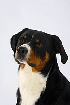 Appenzell Mountain Dog, head portrait