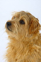 Norfolk Terrier, head portrait