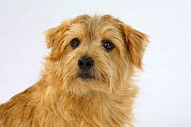 Norfolk Terrier, head portrait