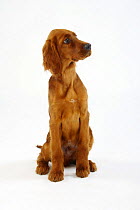 Irish Setter, puppy, 13 weeks / Irish Red Setter, sitting