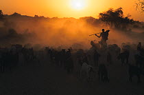 Shepherd with flock of sheep at dawn, Thar desert, Rajastan, India