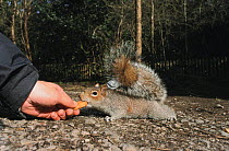 Grey squirrel {Sciurus carolinensis} being fed by hand in an urban park, London, UK
