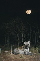 Spotted hyaena (Crocuta crocuta) at night with moon, Kruger NP, South Africa. Double exposure