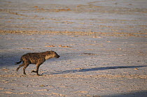 Spotted Hyaena (Crocuta crocuta) running, Etosha Pan, Namibia