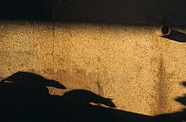 Black rat (Rattus rattus) shadows in Karni Mata temple, Deshnoke, near Bikaner, Rajasthan, India
