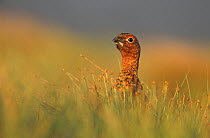 Red grouse {Lagopus lagopus scoticus} male head amongst grass, Scotland, UK