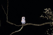 Barn Owl (Tyto alba) perched in tree at night, England, UK