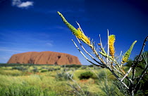 Ayers Rock, Uluru NP, Northern Territory, Australia