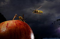 Common wasp (Vespula vulgaris) two workers flying to and feeding on apple, UK