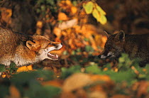 Red fox (Vulpes vulpes) snarling at / interacting with another fox, UK