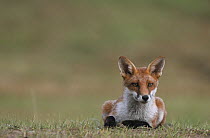 Red fox (vulpes vulpes) lying down, watching, UK.