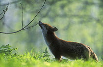 Red fox (Vulpes vulpes) sniffing a tree branch, UK
