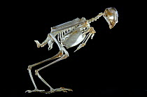 Skeleton of a Sparrowhawk {Accipiter nisus}