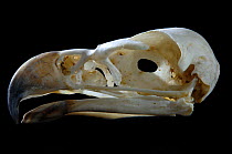 Skull and beak of Wedge tailed eagle {Aquila audax}