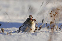 Arctic redpoll (Carduelis hornemanni) feeding on grass seeds in snow, near arctic circle, North Canada.