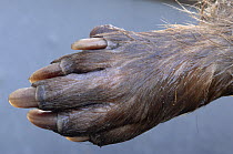 Close up of paw of Eurasian beaver {Castor fiber} France