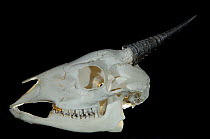 Skull of Black fronted duiker (Cephalophus nigrifrons) with horns