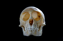 Skull and teeth of Blue monkey {Cercopithecus mitis}