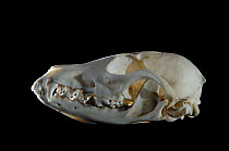 Skull and teeth of Crab eating fox {Cerdocyon thous}