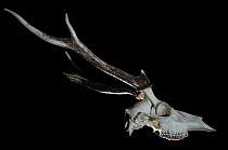 Skull wotj antlers and teeth of  Sika deer stag {Cervus nippon}