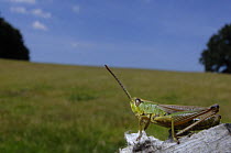 Meadow Grasshopper (Chorthippus parallelus) in field habitat, UK