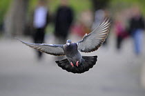 Rock dove / Feral pigeon (Columba livia) landing, London, UK