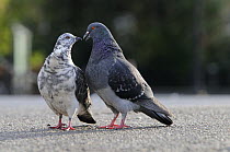 Rock dove / Feral pigeon (Columba livia) pair interacting, London, UK