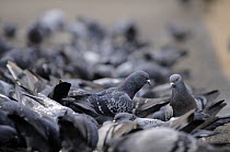 Flock of Rock doves / Feral Pigeons (Columba livia) in London, UK