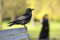 Carrion crow {Corvus corone} perched on bench in an urban park, London, UK