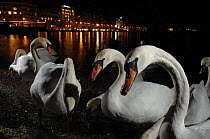Mute Swans (Cygnus olor) on shore of Lake Leman / Geneva at night, Switzerland