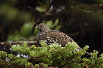 Dusky grouse {Dendragapus obscurus} female perched in conifer