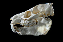 Skull and teeth of Tree Hyrax {Dendrohyrax arboreus}