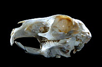 Skull and teeth of Patagonian cavy / mara {Dolichotis patagonum}