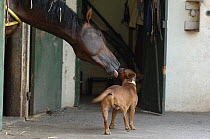 Horse {Equus caballus} licking / investigating  a dog, France