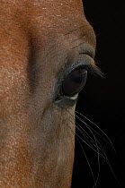 Close up of an eye of a Racing horse (Equus caballus) France