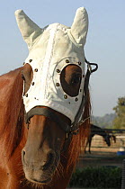 Race horse (Equus caballus) with face mask to protect it from flies, France