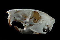 Skull with teeth of North american porcupine {Erethizon dorsatum}