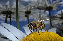 Shining-faced drone fly / hover fly (Eristalis tenax) male on garden flower, ox-eye daisy, UK