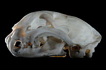 Skull and teeth of Caracal (Felis caracal)
