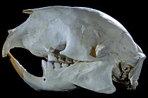 Skull and teeth of Crested porcupine {Hystrix cristata}