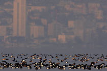 Tufted Duck (Aythya fuligula) flock overwintering on Lake Leman / Geneva with city in background, Switzerland