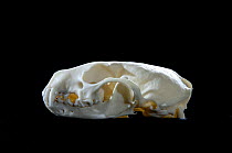 Skull and teeth of Beech marten (Martes foina)