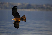 Black Kite (Milvus migrans) flying over Lake Leman / Geneva, Switzerland