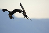 Two Black Kites (Milvus migrans) flying and interacting over Lake Leman / Geneva, Switzerland