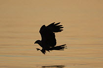 Silhouette of Black Kite (Milvus migrans) fishing on Lake Leman / Geneva, Switzerland